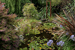 pond_abundant_250